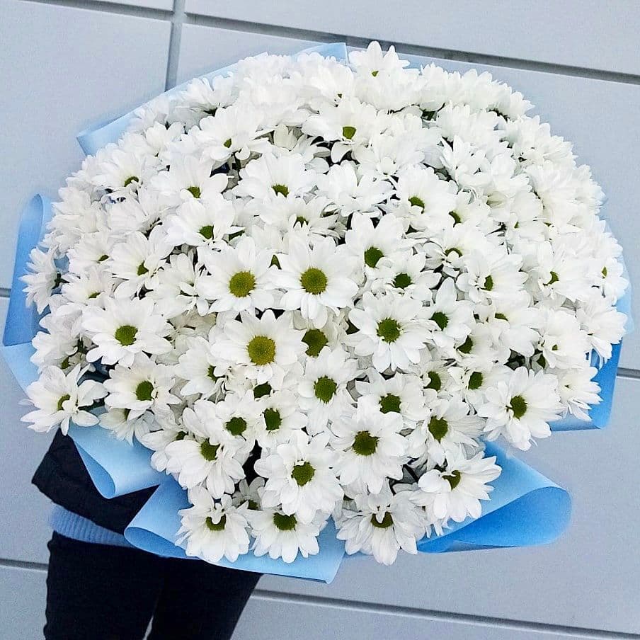 Хризантемы белые ромашки