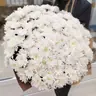 Белоснежный букет.