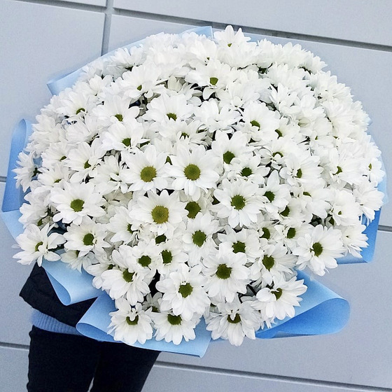Хризантемы белые