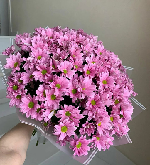 Хризантемы Розовые ромашки